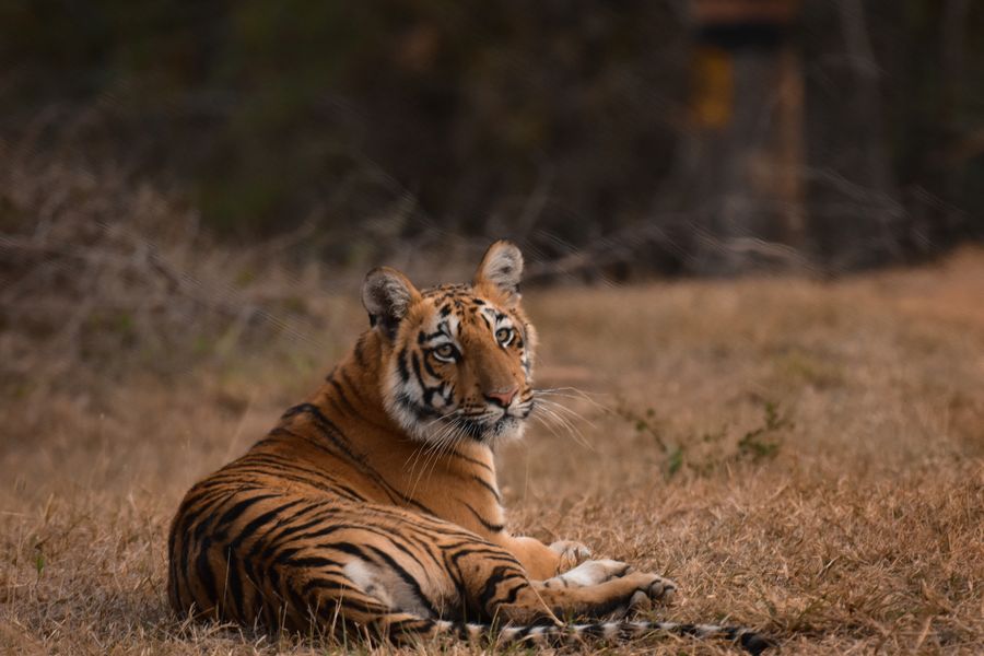 Tadoba Andhari Tiger Reserve photo 2