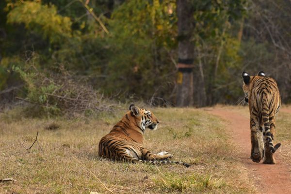 Evening Safari in Tadoba