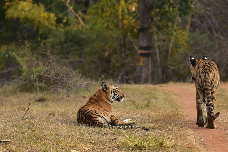 Tadoba Andhari Tiger Reserve photo 3