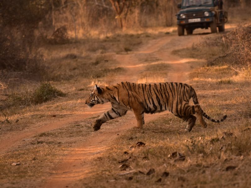 Umred Karhandla Wildlife Sanctuary tiger corridor near Nagpur