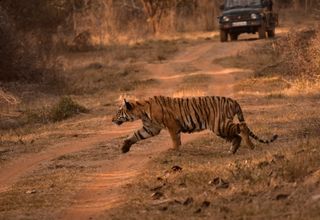Jim Corbett + Nainital Wildlife & Hills — 5N/6D
