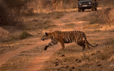 Jim Corbett + Nainital Wildlife & Hills — 5N/6D