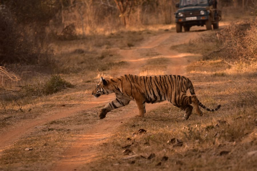 Satpura Tiger Reserve photo 4