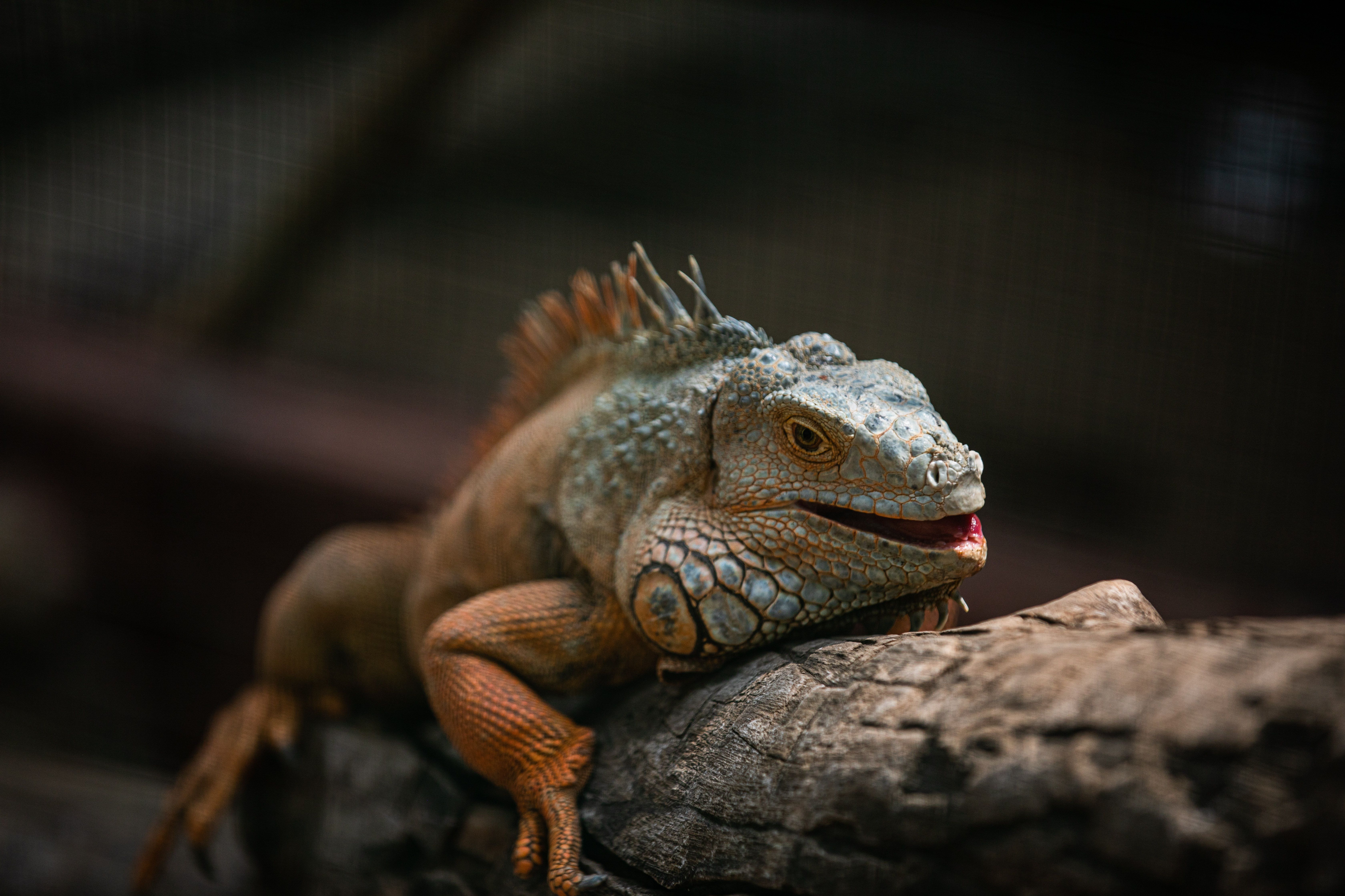Reptile Encounter