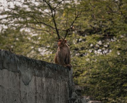 A rhesus macaque monkey calmly sits on a stone wall in its natural habitat in India.