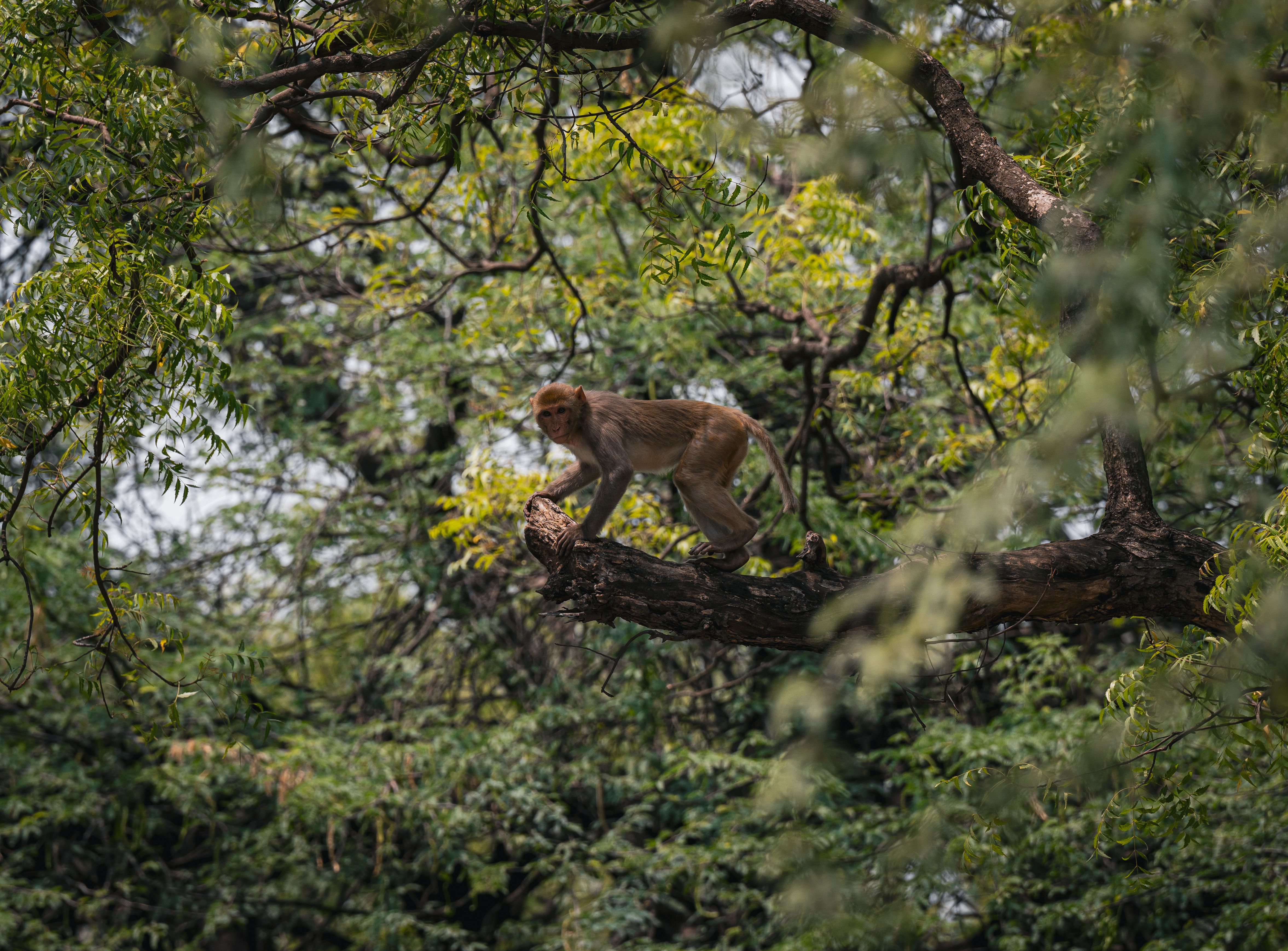 A Rhesus Macaque (Macaca mulatta) monkey gracefully balancing on a tree branch in an Indian forest.