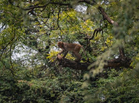 A Rhesus Macaque (Macaca mulatta) monkey gracefully balancing on a tree branch in an Indian forest.