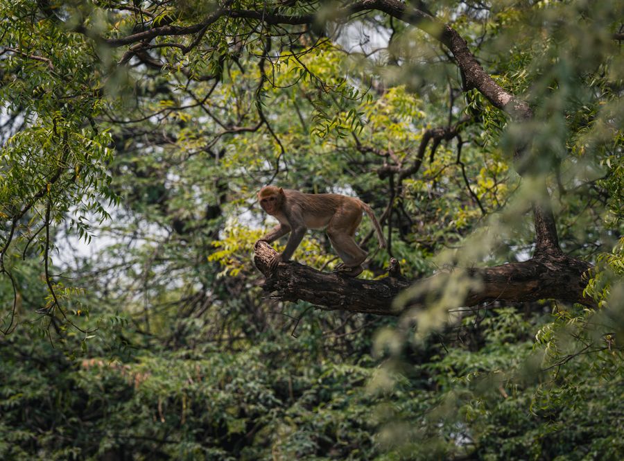 Monkey Island photo 4