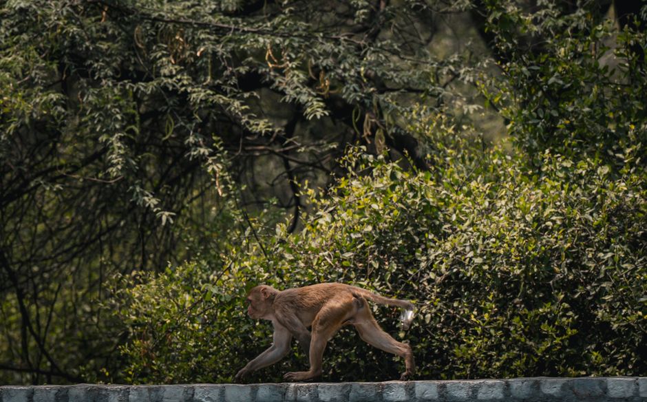 A monkey walks on a stone ledge in a lush Indian forest setting, showcasing wildlife in its natural habitat.