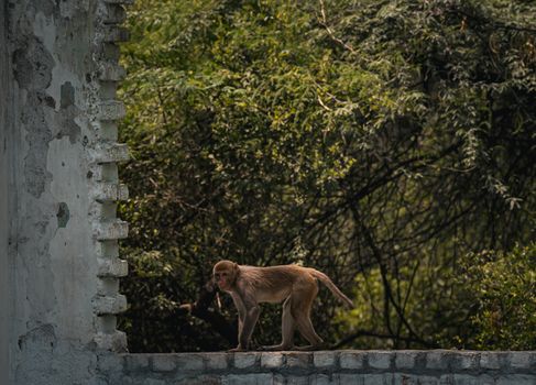 A Rhesus Macaque walks along a stone wall with lush forest backdrop in India.