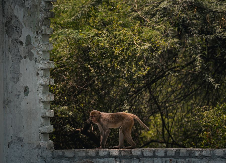 Monkey Island photo 2