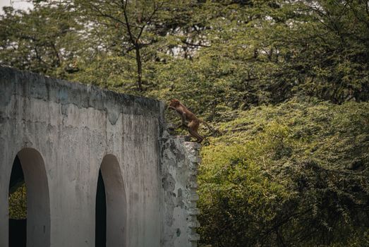 A wild monkey climbing a wall amidst lush greenery in India.
