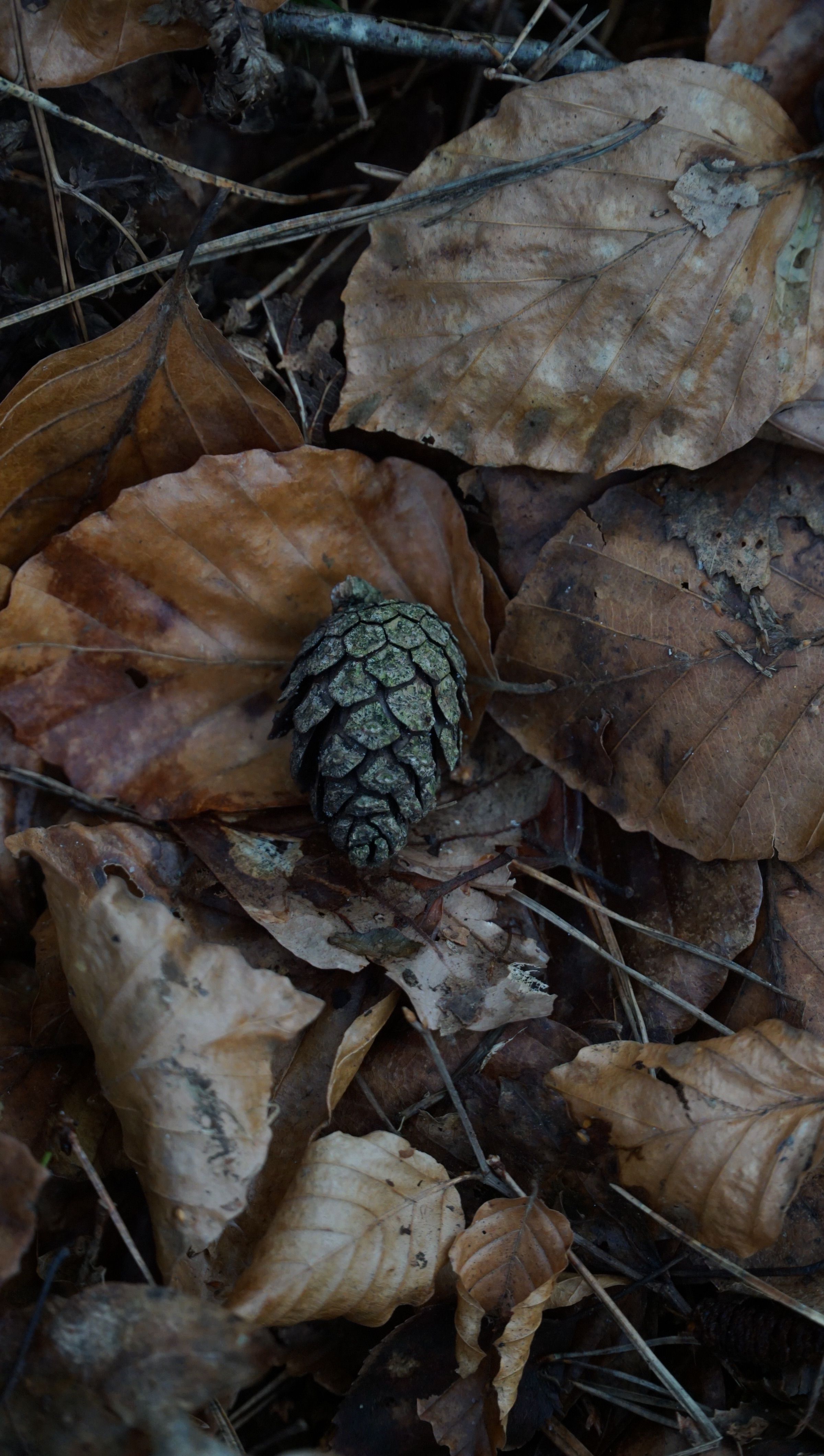 Piña Sobre Hojas Caídas De Otoño En El Bosque · Foto de stock gratuita