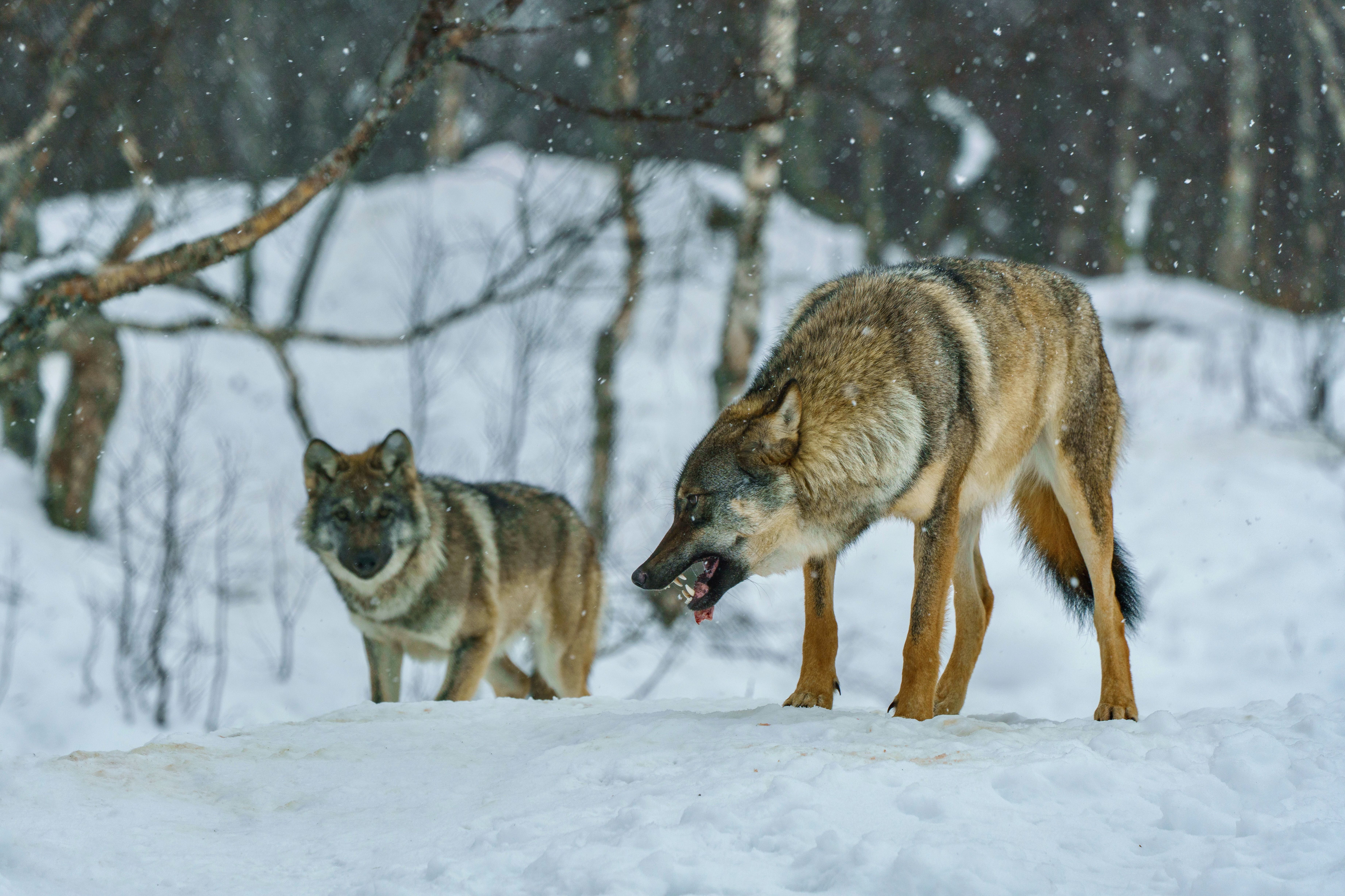 Review: The Lure of Wolves and Whispers by Amanda Connolly