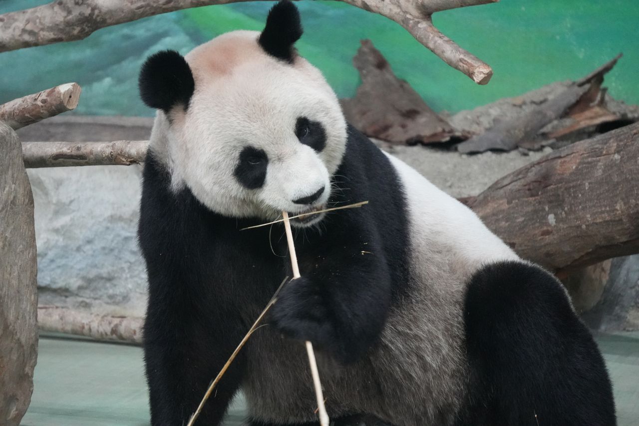 Giant Pandas Ping Ping and Fu Shuang Depart China for Zoo Atlanta