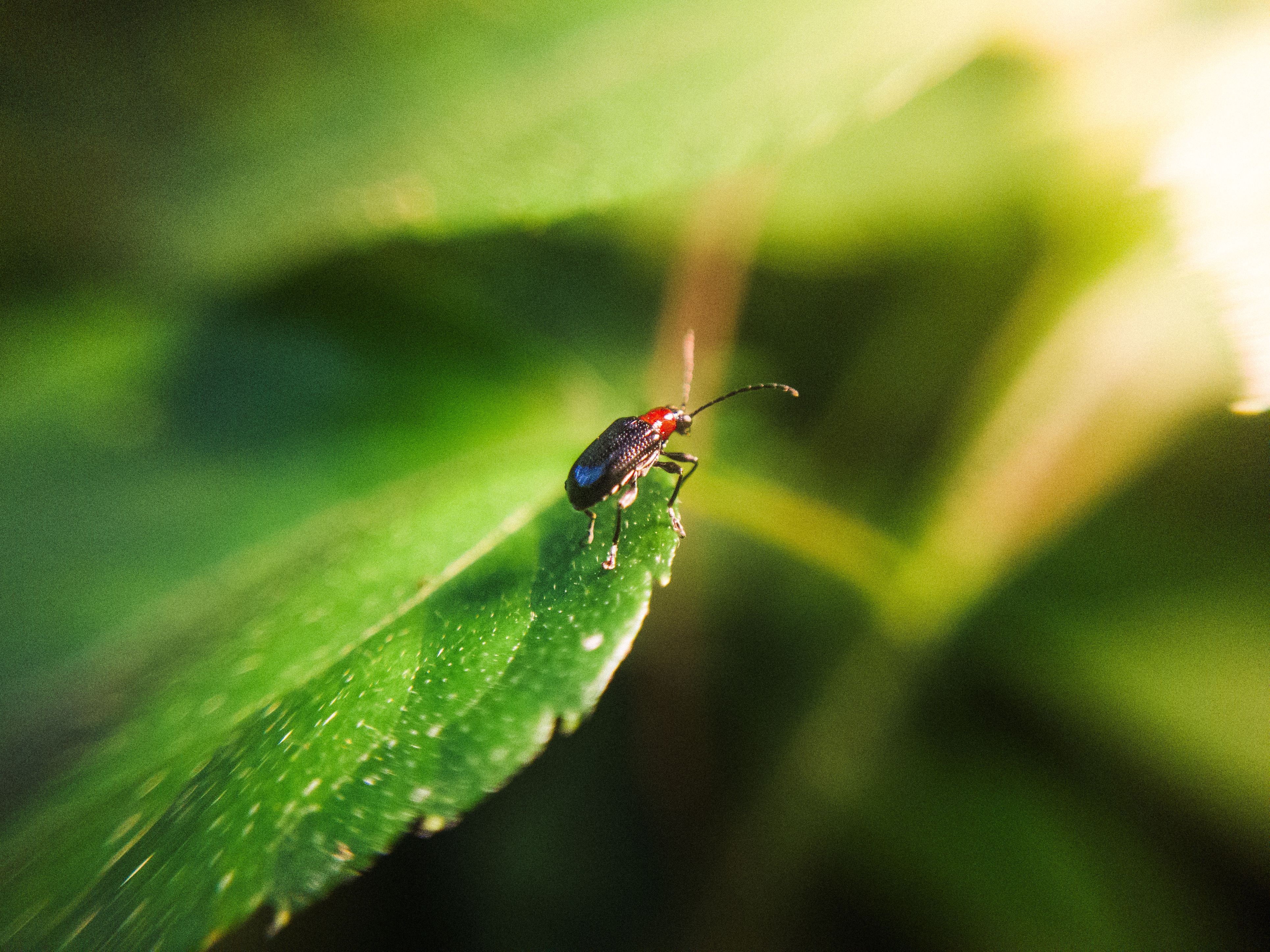 Beetle & Weevil Control in Viola, DE