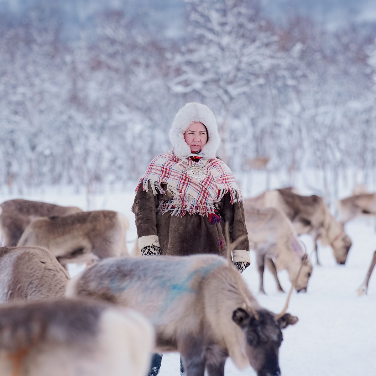 A herder in traditional dress standing among reindeer in falling snow.