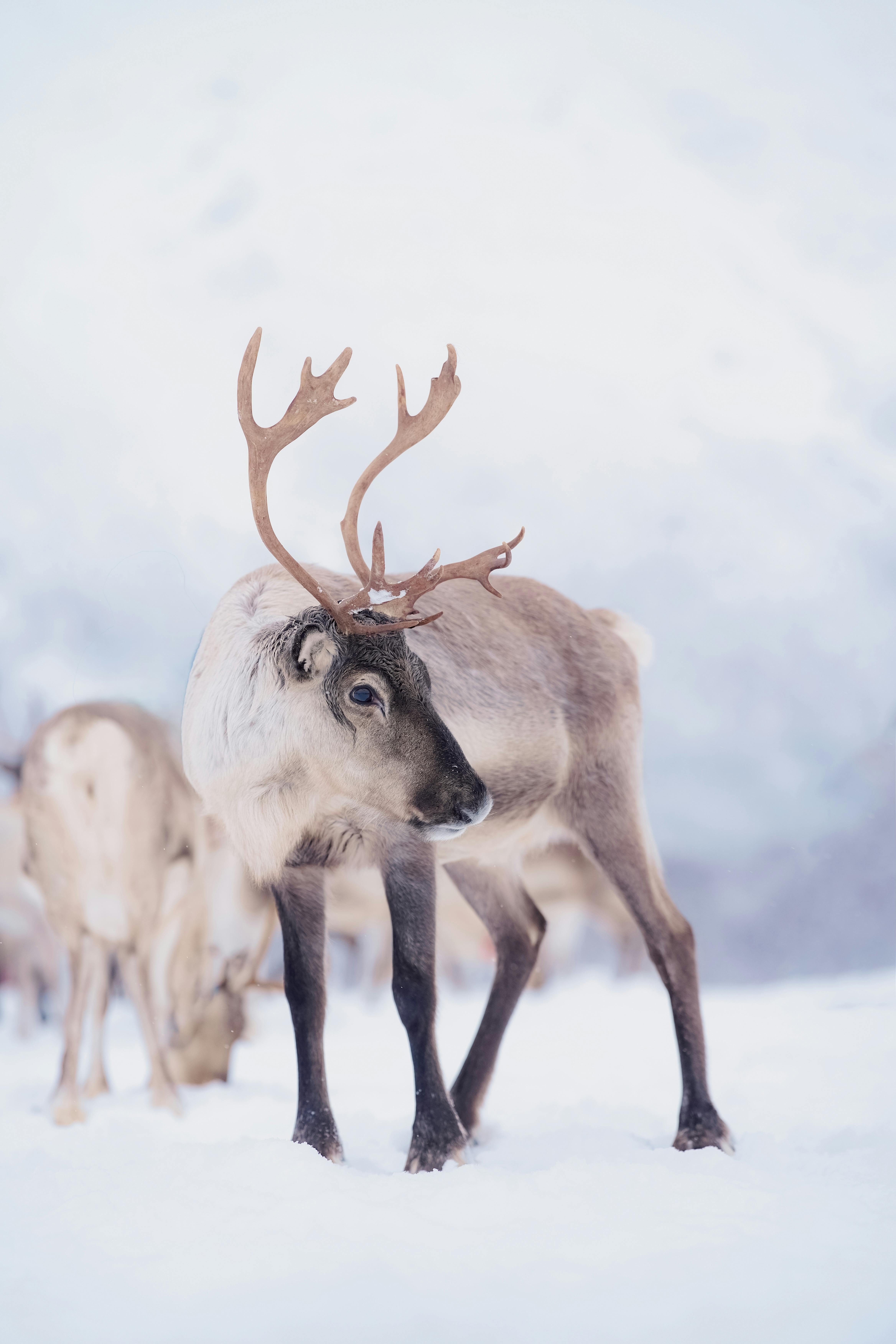 grátis Uma rena deslumbrante adornada com chifres, capturada na paisagem coberta de neve de Tromsø, Noruega. Foto profissional