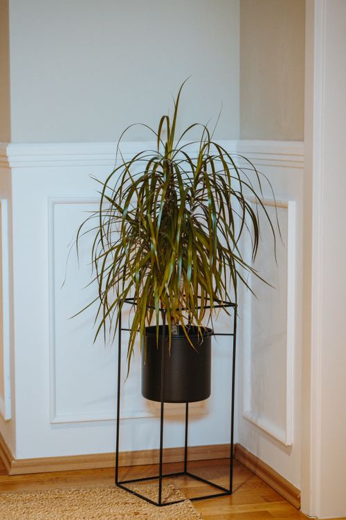 Free Elegant dracaena plant in a modern black planter indoors, showcasing minimalist interior decor. Stock Photo