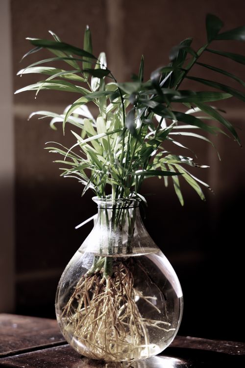 Free A vibrant houseplant in a glass vase with visible roots submerged in water, indoors. Stock Photo