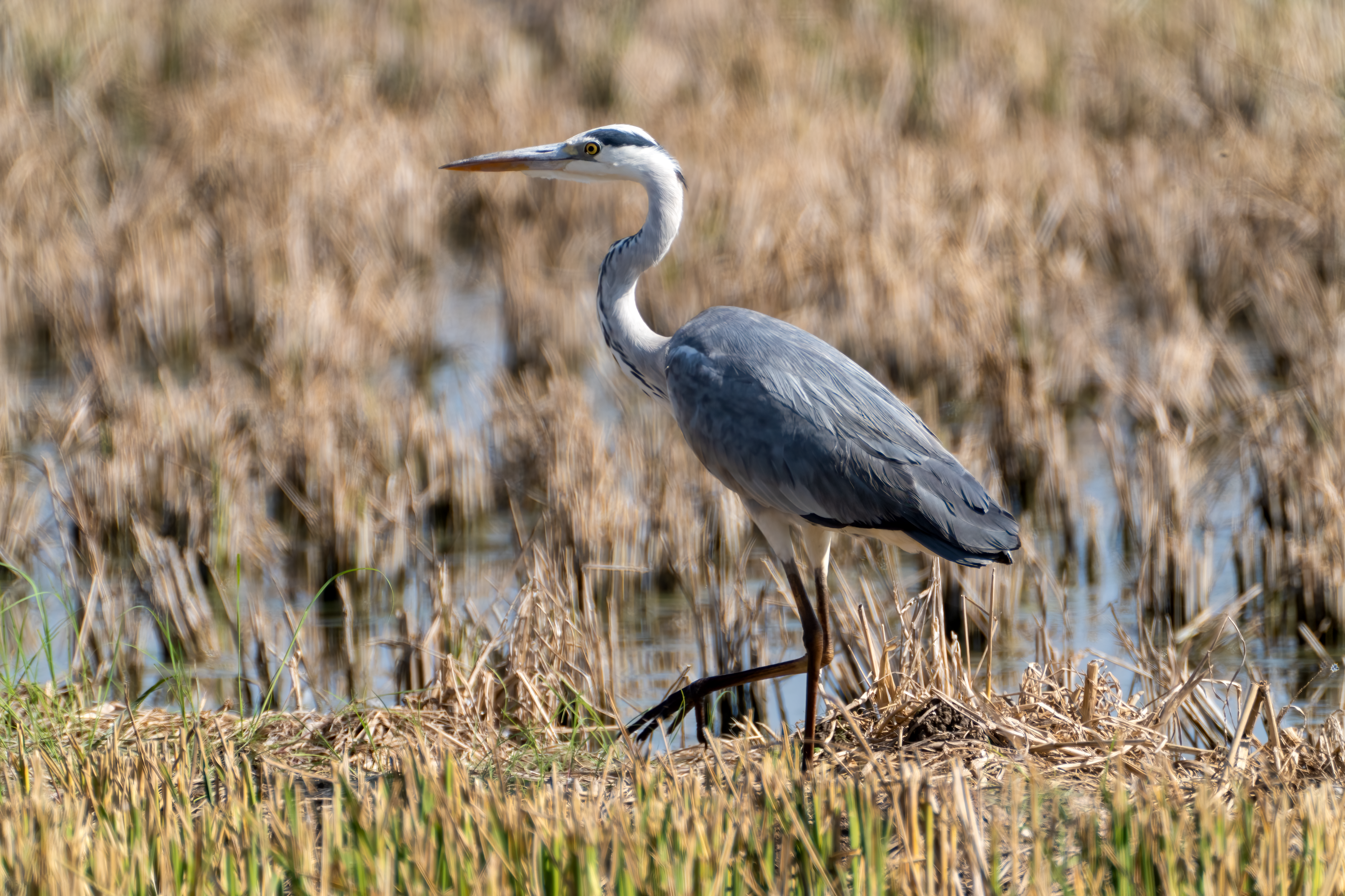 화창한 날, 스페인 발렌시아의 습지를 헤치고 지나가는 왜가리(Ardea cinerea) 한 마리.