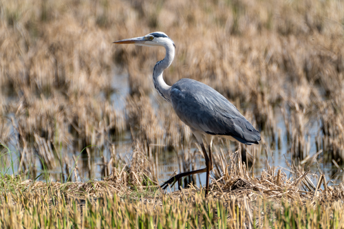 Free A Grey Heron (Ardea cinerea) wading through the wetlands of Valencia, Spain, during a sunny day. Stock Photo