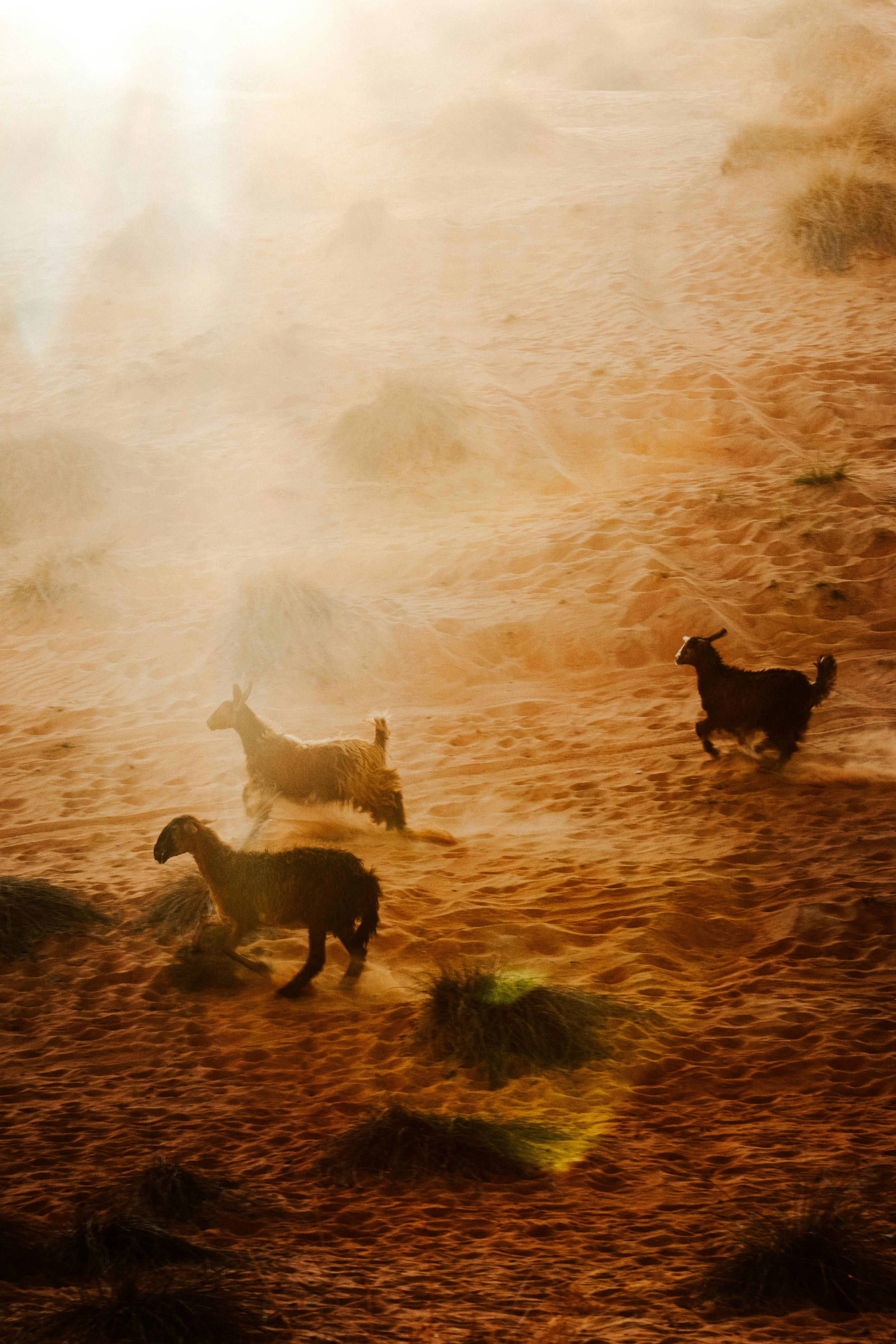 Three goats running across the sandy dunes of Umman at sunrise.