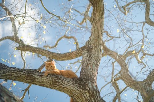 Free An orange tabby cat lounging on a tree branch against a bright blue sky. Stock Photo