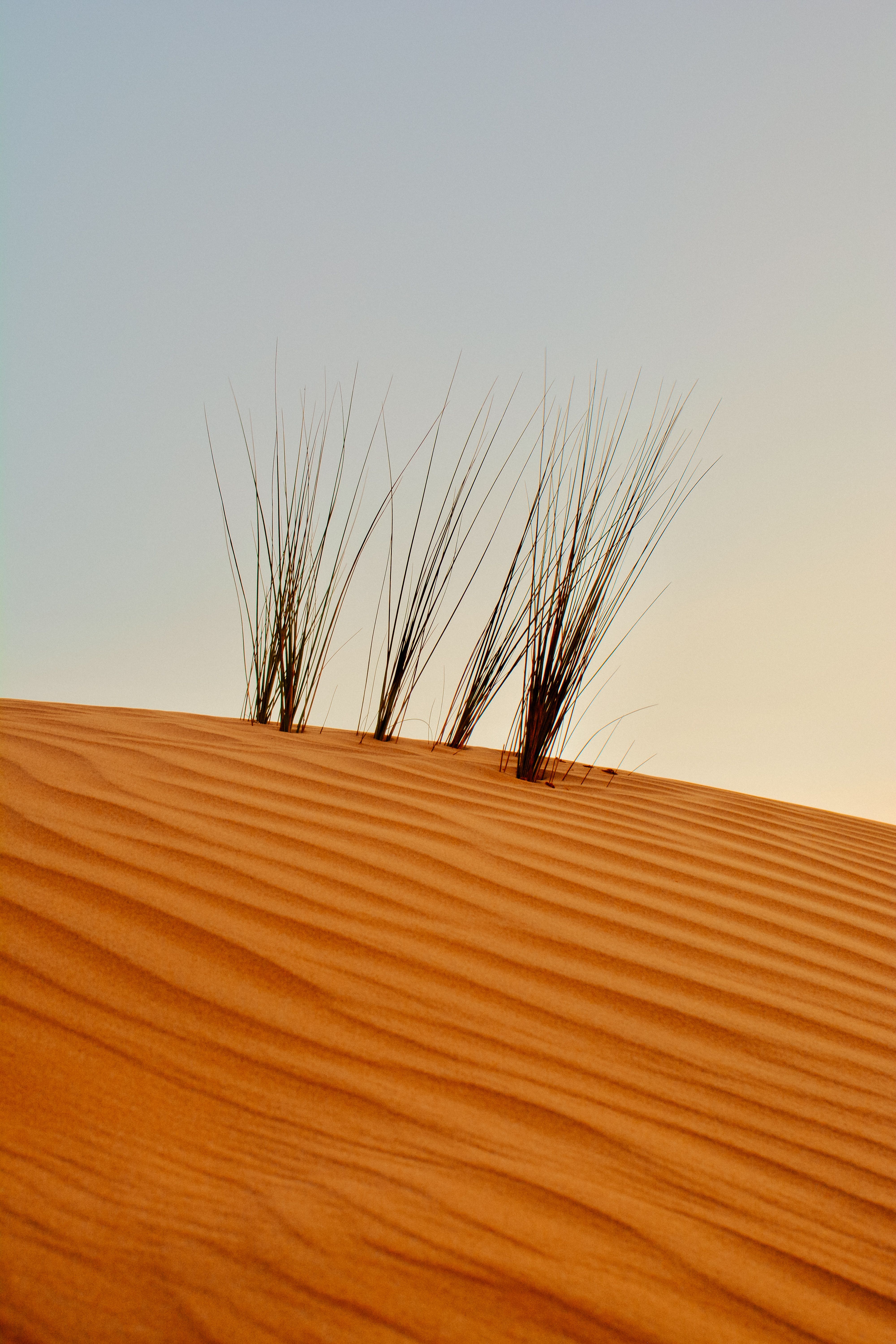omani-sand-dunes-with-desert-vegetation-free-stock-photo