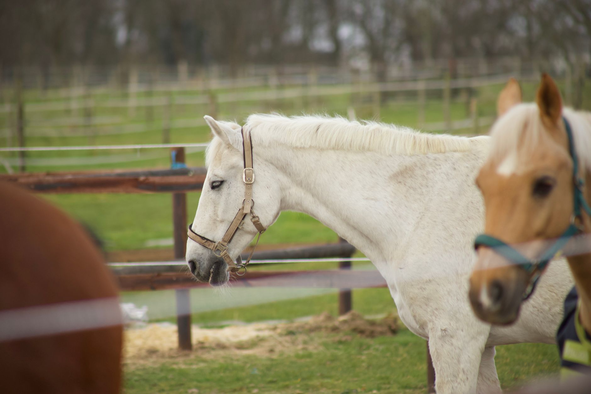 Veterinarian examining a horse during a checkup