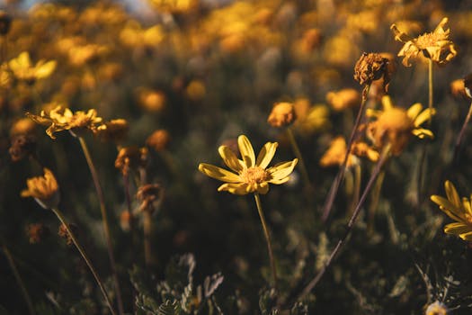Stunning yellow wildflowers bask in golden sunset light, showcasing nature's beauty.