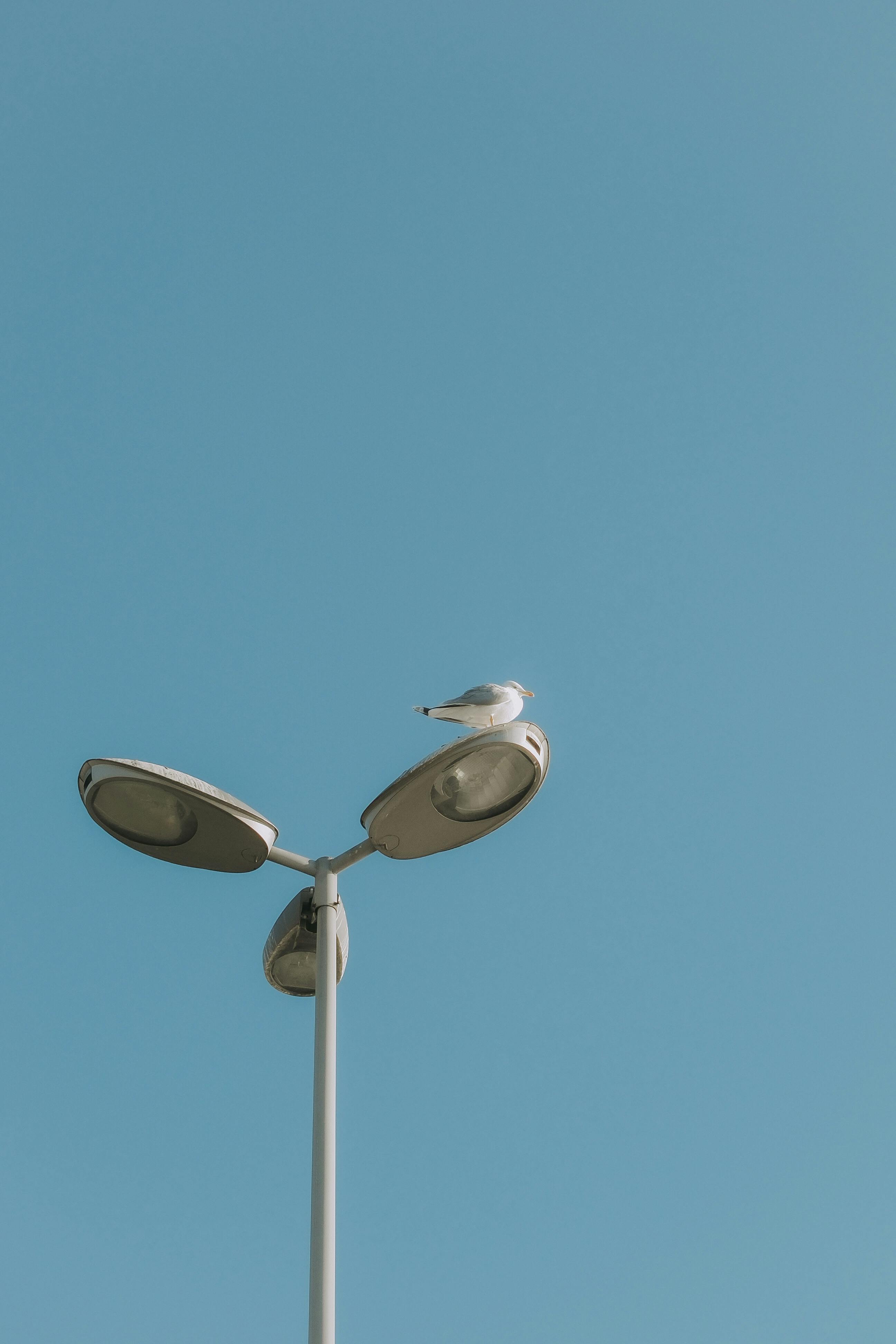 A seagull perched on a street light pole against a clear blue sky, capturing urban wildlife.