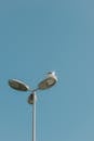Seagull Resting on Modern Street Light Against Blue Sky