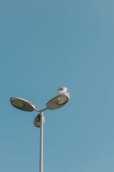 A seagull perched on a street light pole against a clear blue sky, capturing urban wildlife.