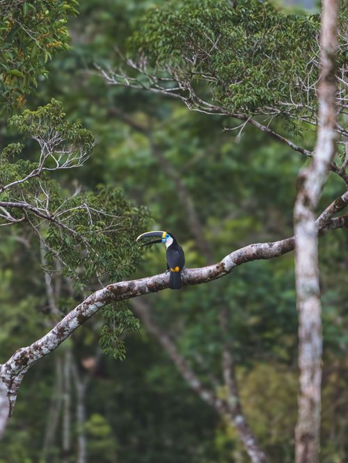 Free A stunning toucan sits elegantly on a branch in the lush Colombian jungle. Stock Photo