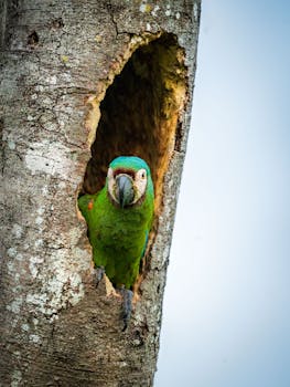 Vibrant green parrot peeking from a tree hollow in a Colombian forest.