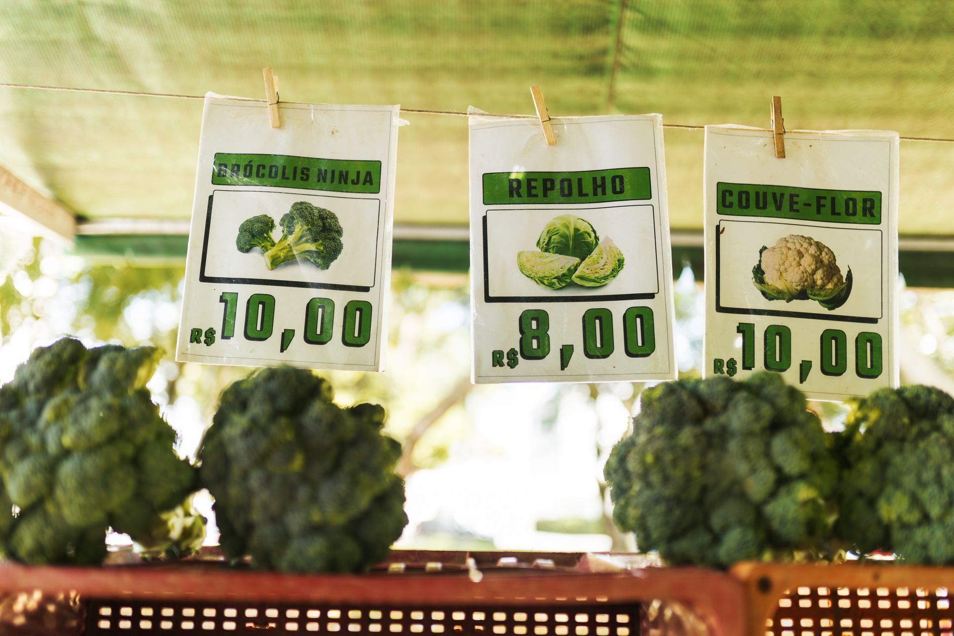 Colorful display of fresh vegetables with price tags at a local market, showcasing broccoli, cabbage, and cauliflower.