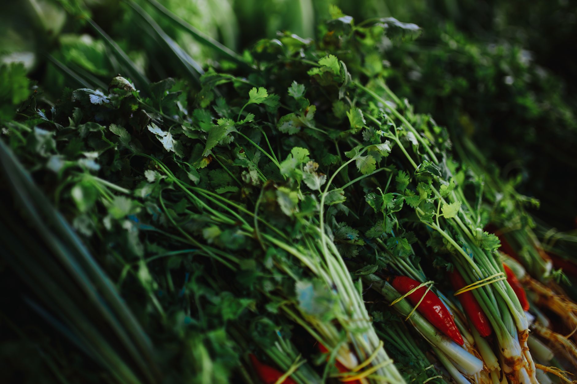 Close-up of fresh cilantro and scallions on display, ideal for cooking ingredients.