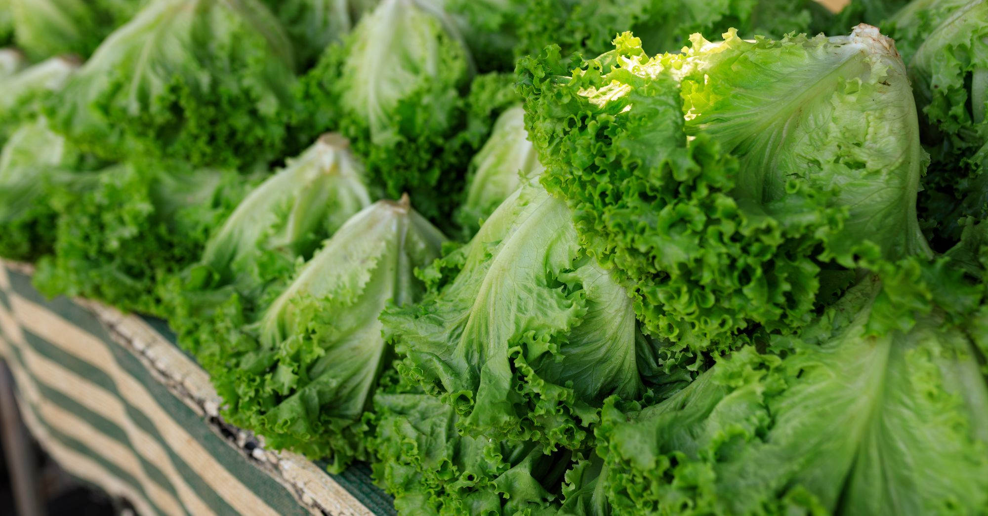 11,458 Sickened in Largest U.S. Cyclospora Outbreak Linked to Mexican Lettuce