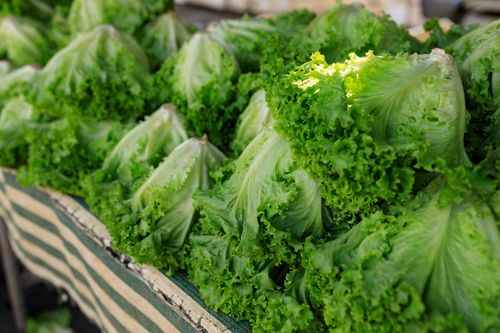 Free A vibrant display of fresh green lettuce at an outdoor market stall on a sunny day. Stock Photo