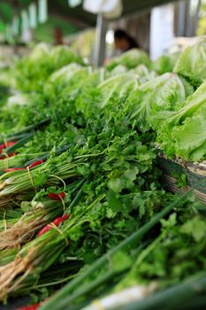Sawtooth Coriander / Culantro (Ngo Gai)