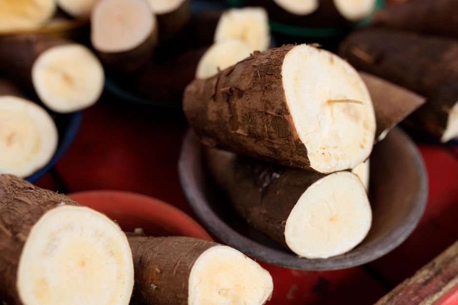 Freshly cut cassava roots — cassava is the dry south’s anchor crop, storing in the ground for 8 to 12 months until you need it.