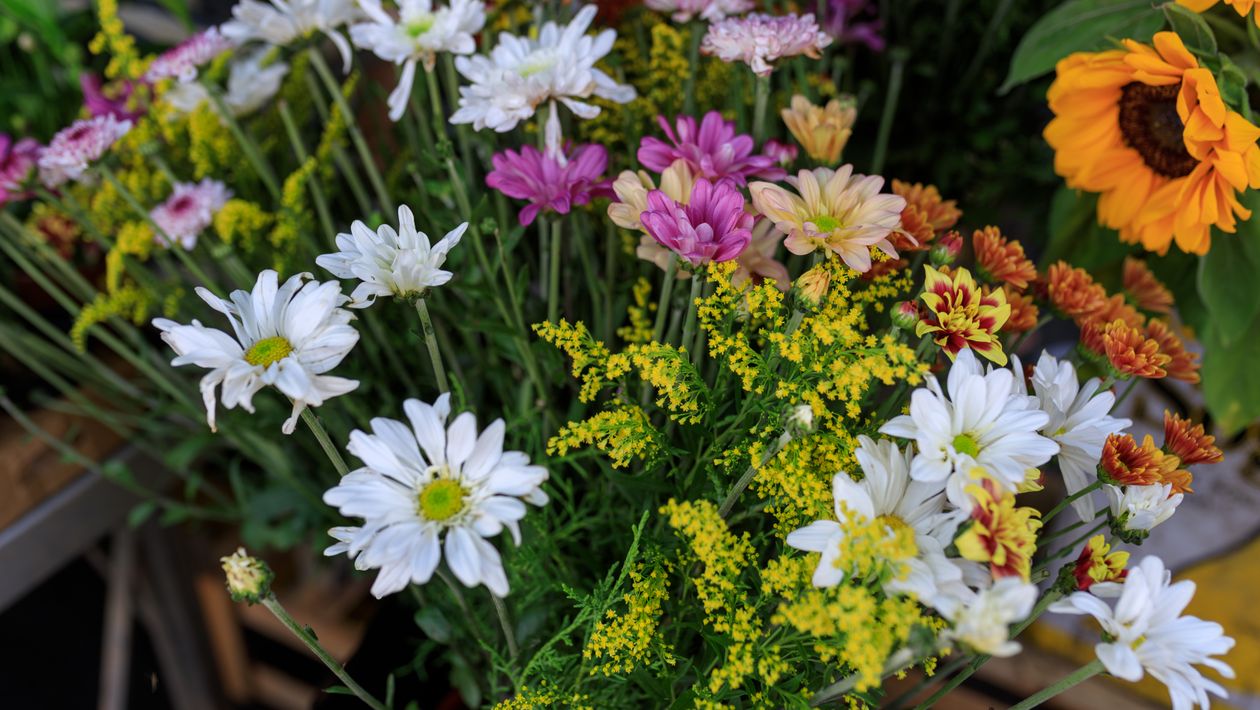 Bouquet multicolore de fleurs fraîches comprenant notamment des marguerites et des tournesols.