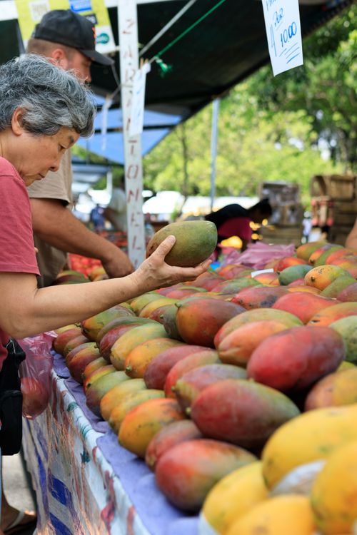 Free A woman examines mangoes at an outdoor farmers market stall. Stock Photo