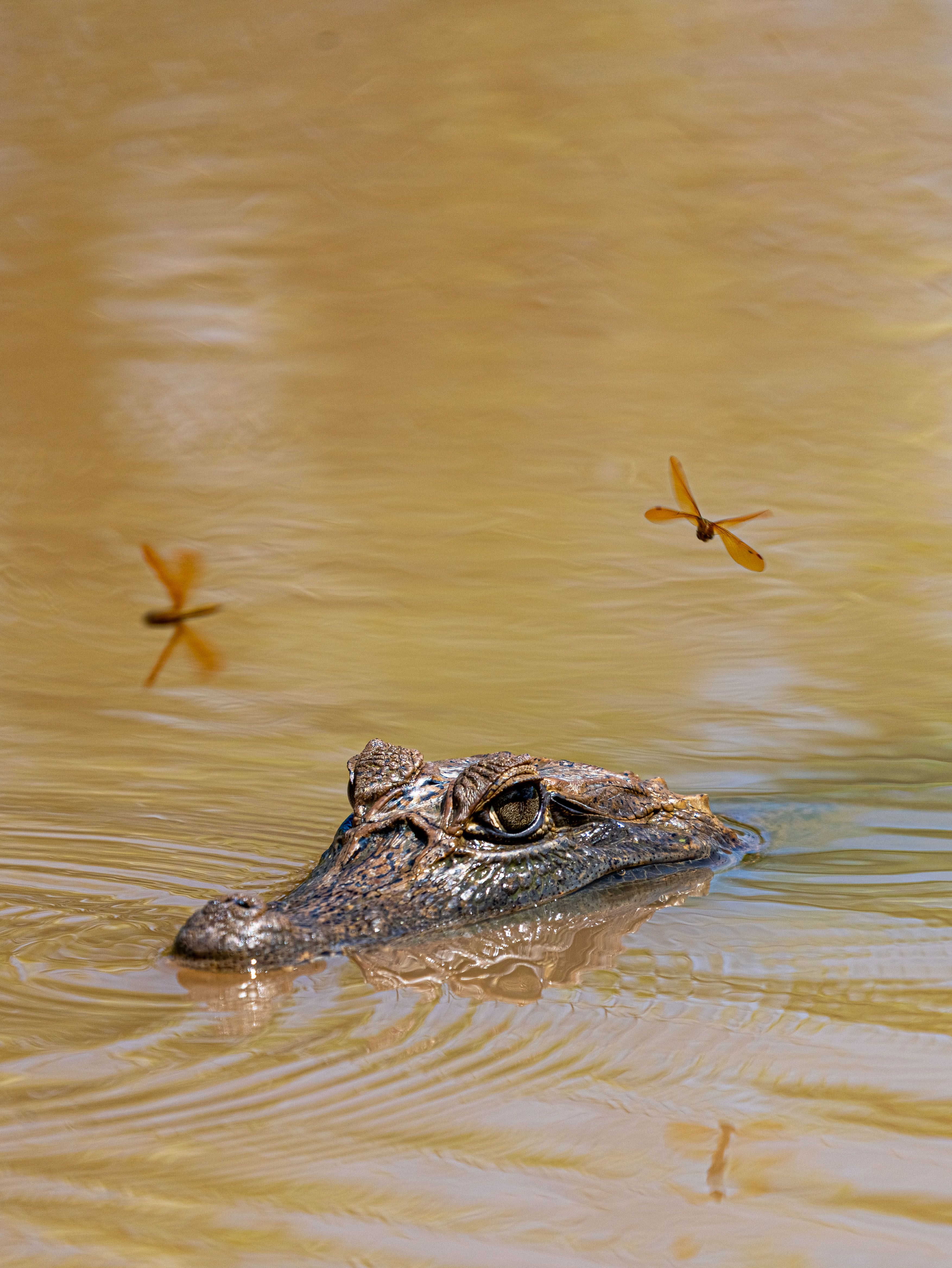 Caiman Surface with Dragonflies in Colombia · Free Stock Photo