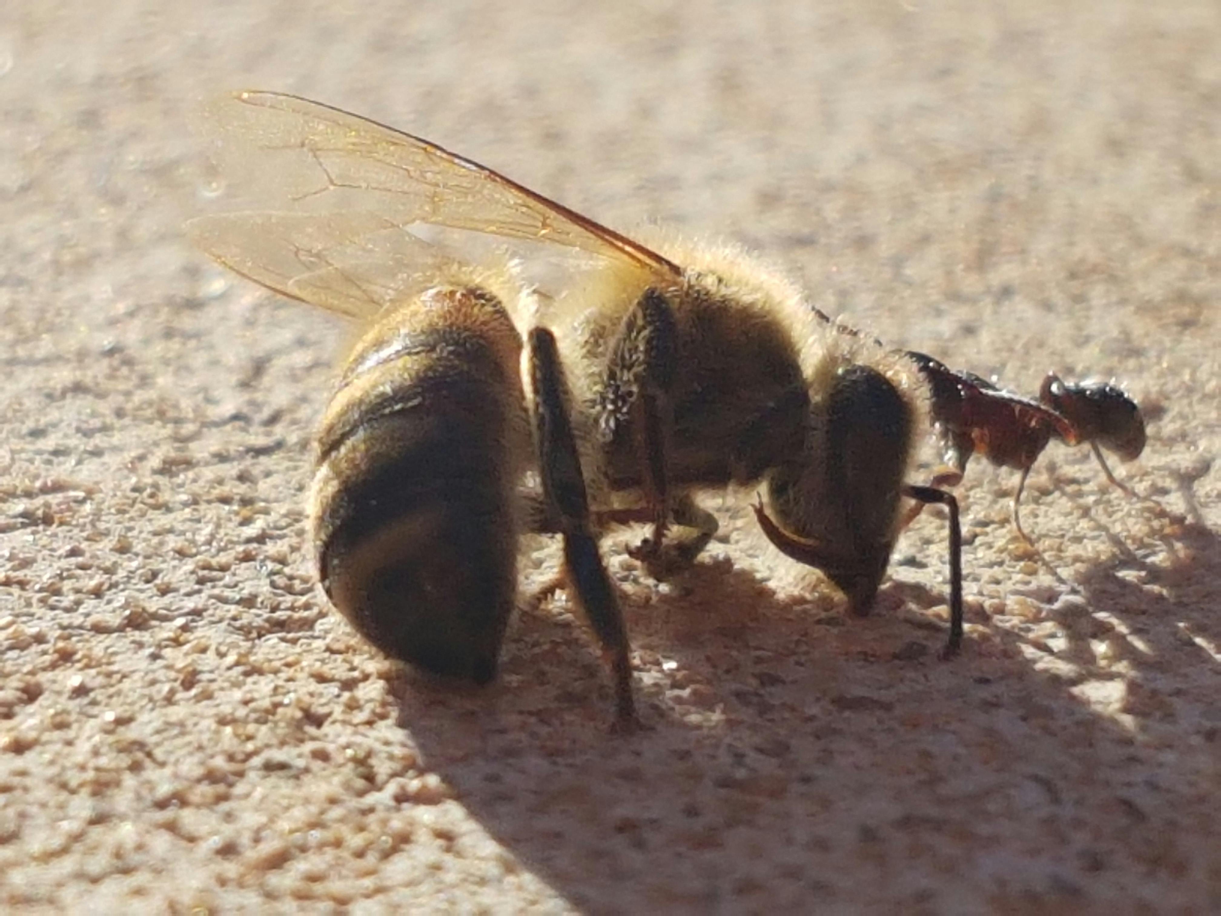 Free stock photo of ant, bee, nature