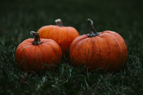 Up close photo of pumpkins 