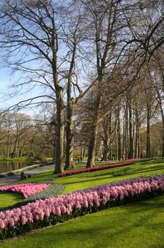 Lisse