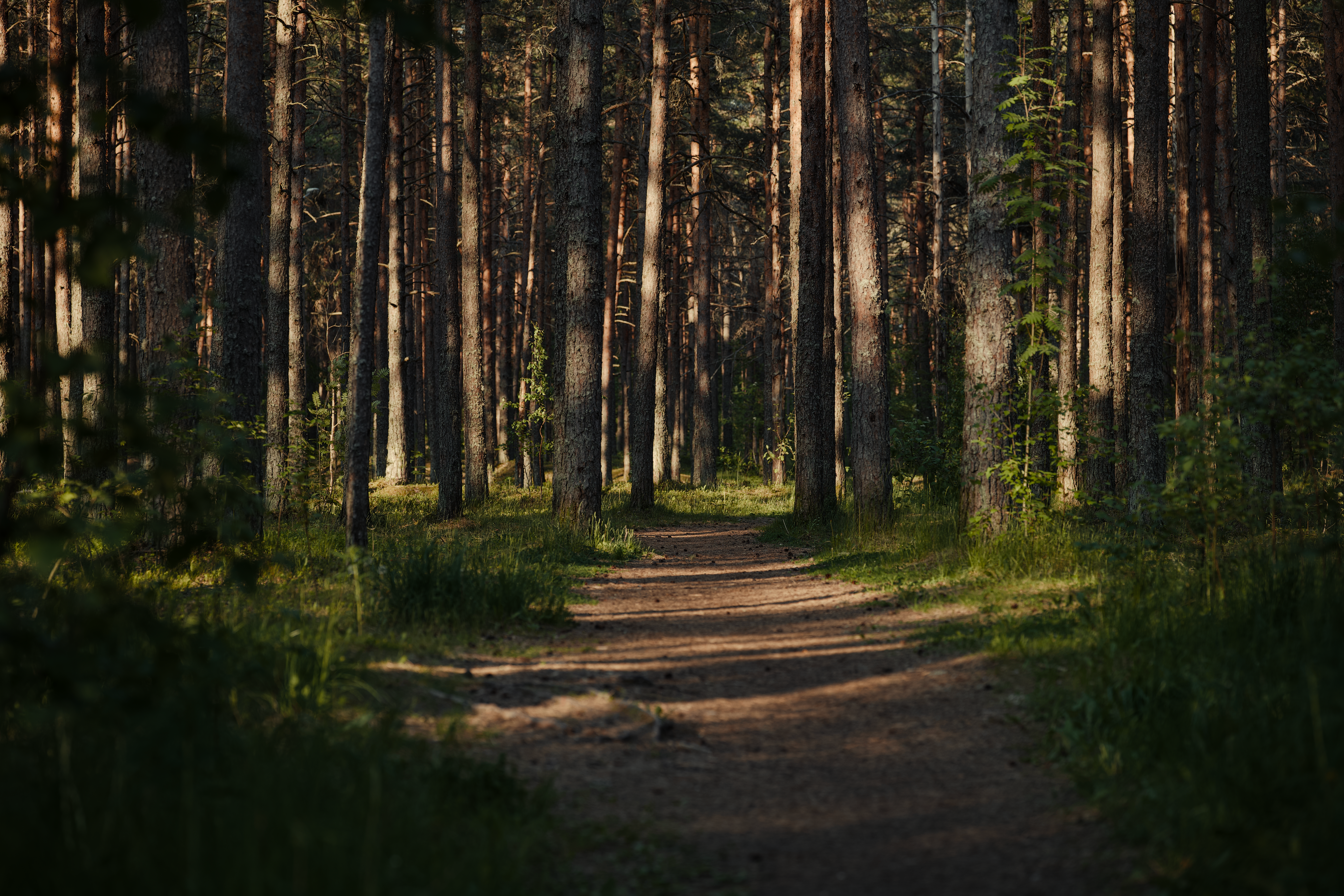 Serene Sunlit Forest Trail in Summer · Free Stock Photo