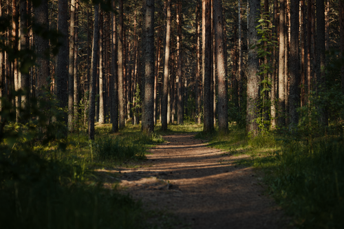 Free A peaceful hiking path through a sunlit forest with tall trees and lush greenery. Stock Photo
